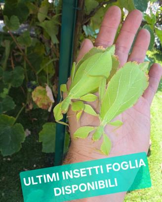 Insetti foglia adulti