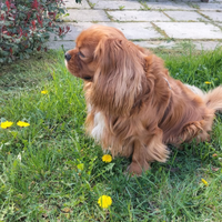 Cavalier king per accoppiamento