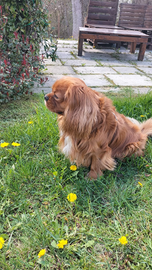 Cavalier king per accoppiamento