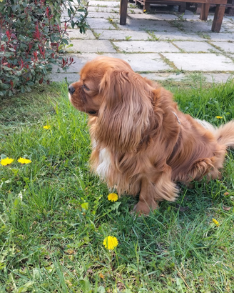 Cavalier king per accoppiamento