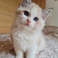 Gatti RAGDOLL CUCCIOLI disponibili pag. rateale