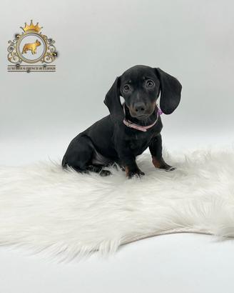 Esclusiva Bassottina Black and tan