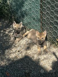 Cuccioli di Wolfdog
