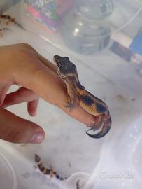 Geco Leopardino