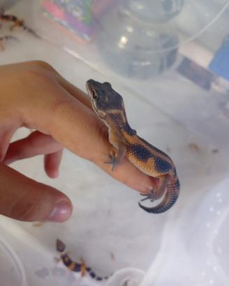 Geco Leopardino