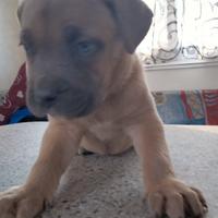 Cuccioli di cane corso