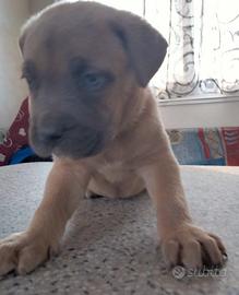 Cuccioli di cane corso