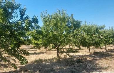 6.5 Ettari Mandorleto 42mila X ETTARO