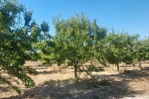 6.5 Ettari Mandorleto 42mila X ETTARO