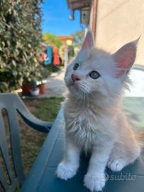 Maine Coon con Pedigree