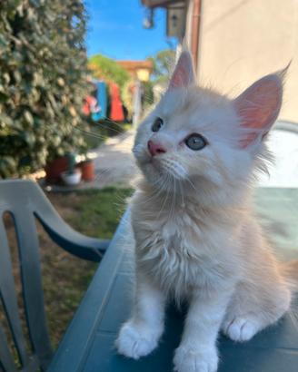 Maine Coon con Pedigree