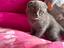 Immagine 4