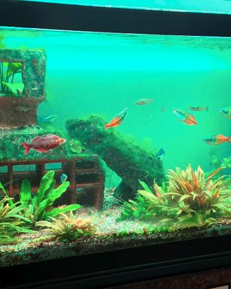 ACQUARIO COMPLETO “ACQUASCENICA” – 327L - MATURO