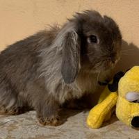 Coniglio Nano Testa di Leone