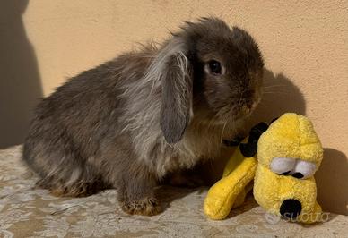 Coniglio Nano Testa di Leone