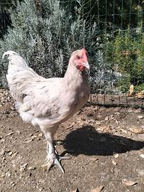 Coppie galline langshan croad