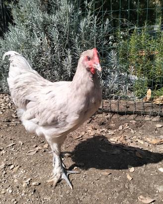 Coppie galline langshan croad