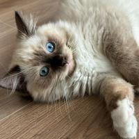 Ragdoll cuccioli compagnia/ riproduzione pedigree