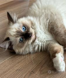 Ragdoll cuccioli compagnia/ riproduzione pedigree