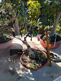 BONSAI DI ULIVO