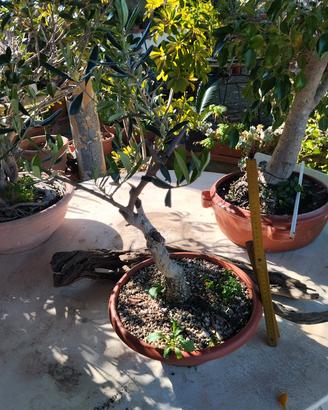 BONSAI DI ULIVO