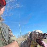 Setter Inglese Bianco-Arancio