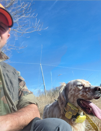 Setter Inglese Bianco-Arancio