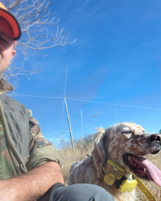 Setter Inglese Bianco-Arancio