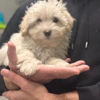 Maltipoo ( barboncino Maltese ) manto chiaro M