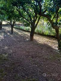 Vendita Terreni Formicola (CE)