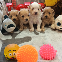 Cuccioli di MALTIPOO