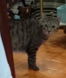 Gatto  6anni