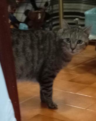 Gatto  6anni