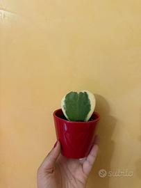 Vaso rosso con cuore di Hoya kerrii