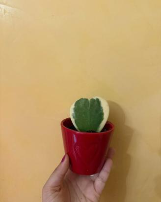 Vaso rosso con cuore di Hoya kerrii