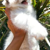 Cucciolo RAGDOLL Pedigree Ministeriale AGI