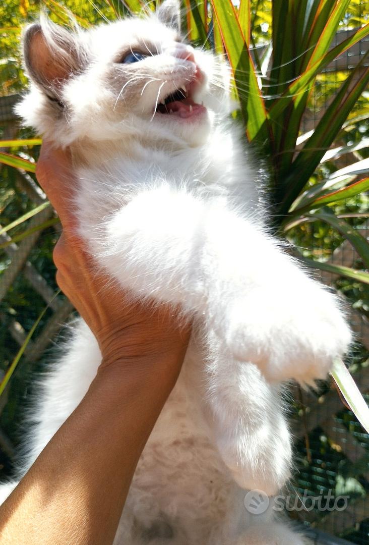 Cucciolo RAGDOLL Pedigree Ministeriale AGI - Animali In vendita a Teramo