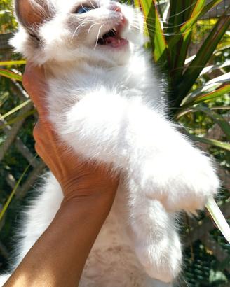Cucciolo RAGDOLL Pedigree Ministeriale AGI