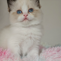 Stupenda micina ragdoll pedigree Enfi