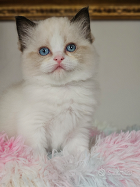 Stupenda micina ragdoll pedigree Enfi