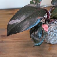 philodendron Pink princesse 