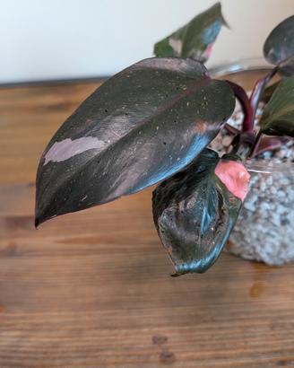 philodendron Pink princesse 