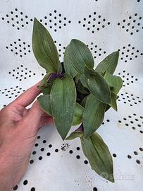 Tradescantia pianta 
