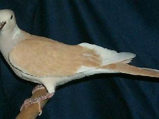 Tortore
