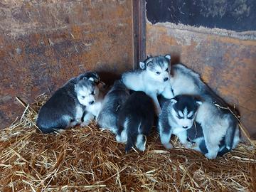 Cuccioli di siberian husky