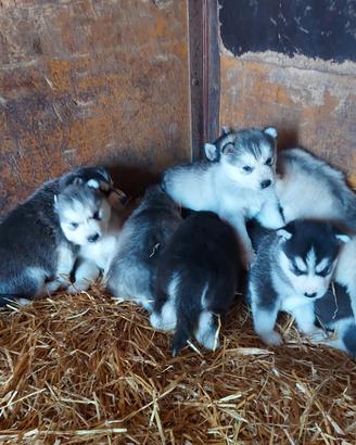 Cuccioli di siberian husky