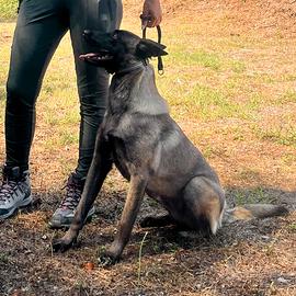 Cane Pastore Belga Malinois