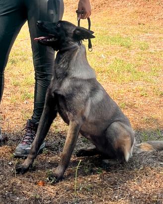 Cane Pastore Belga Malinois