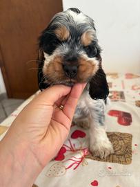 Disponibile cucciolo di cocker spaniel ?
