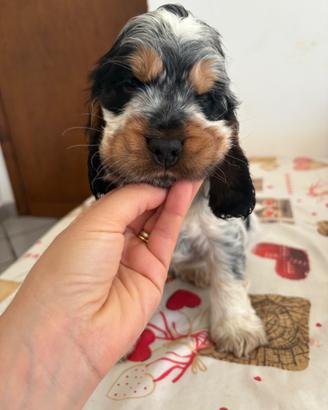 Disponibile cucciolo di cocker spaniel ?